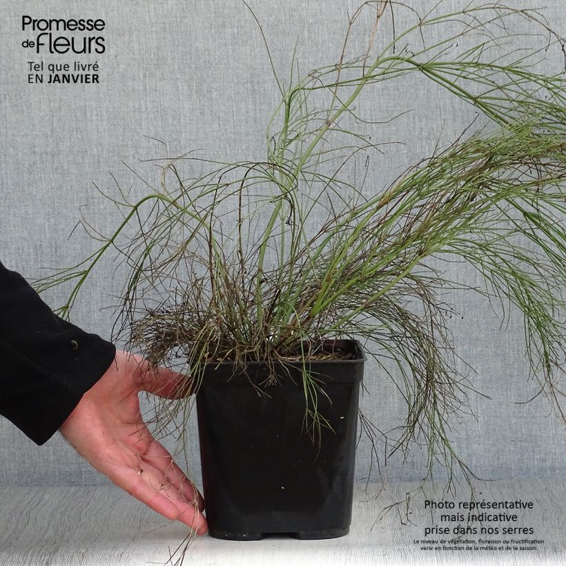 Spécimen de Russelia equisetiformis - Goutte de sang Pot de 3L/4L tel que livré en hiver