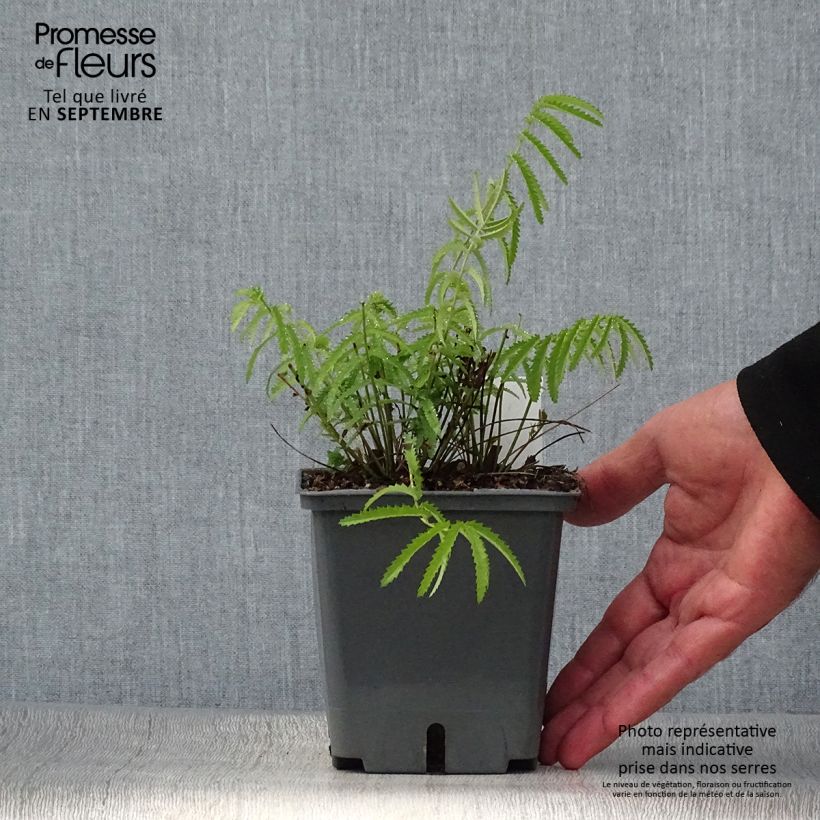 Spécimen de Sanguisorba tenuifolia Alba Pot de 1L/1,5L tel que livré en automne