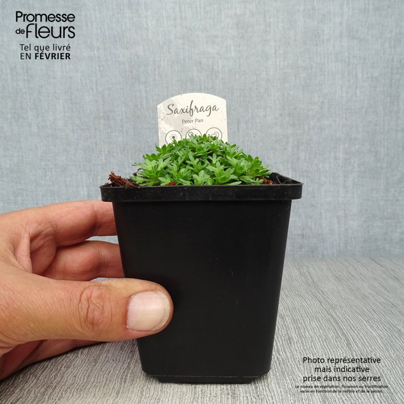 Spécimen de Saxifraga arendsii Peter Pan - Saxifrage mousse Godet de 8/9 cm tel que livré en automne