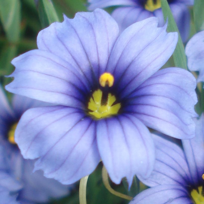Sisyrinchium angustifolium Devon Skies (Floraison)