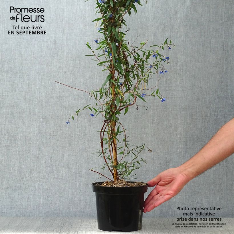 Spécimen de Sollya heterophylla Ultra Blue Pot de 4L/5L tel que livré en automne