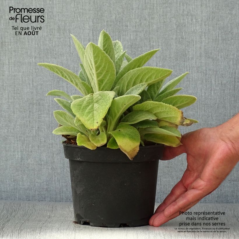 Spécimen de Stachys byzantina Big Ears - Oreille d'ours Pot de 1,5L/2L tel que livré en été