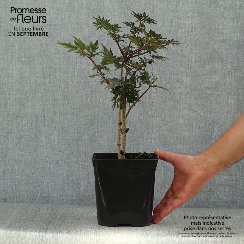 Spécimen de Sureau noir - Sambucus nigra Straight Laced Pot de 3L/4L tel que livré en automne