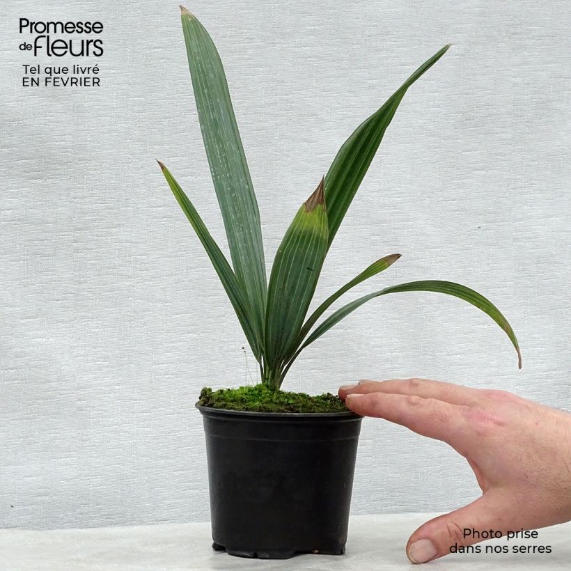 Spécimen de Sabal causarium - Palmier sombrero Pot de 12 cm / 13 cm tel que livré en hiver