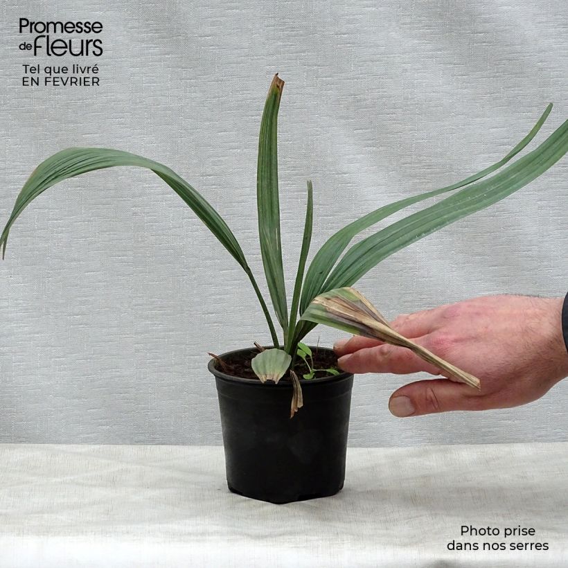 Spécimen de Sabal maritima - Palmier éventail de Cuba Pot de 12 cm / 13 cm tel que livré en hiver
