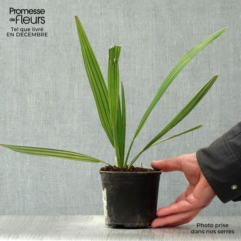 Spécimen de Sabal mauritiiformis - Palmier éventail Pot de 12 cm / 13 cm tel que livré en hiver
