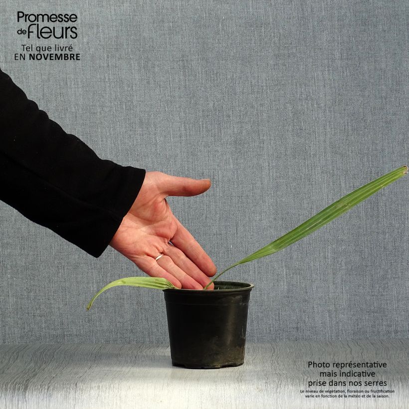 Spécimen de Sabal mauritiiformis - Palmier éventail Pot de 12 cm / 13 cm tel que livré en automne