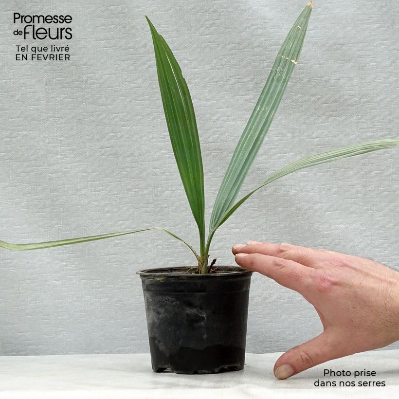 Spécimen de Sabal uresana - Palmier sabal bleu Pot de 12 cm / 13 cm tel que livré en hiver