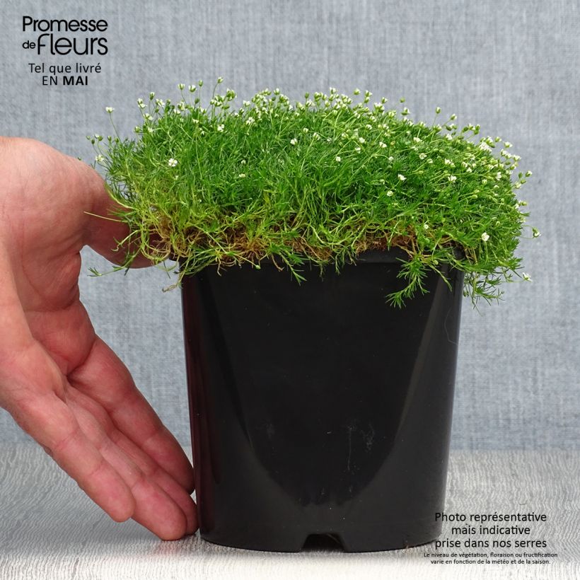 Spécimen de Sagina Green Moss - Sagine subulée Pot de 1,5L/2L tel que livré au printemps
