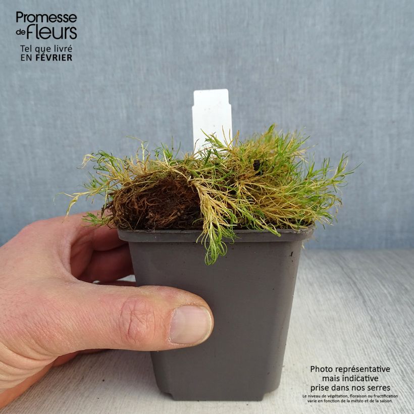 Spécimen de Sagina subulata Aurea - Sagine subulée dorée Godet de 8/9 cm tel que livré en hiver