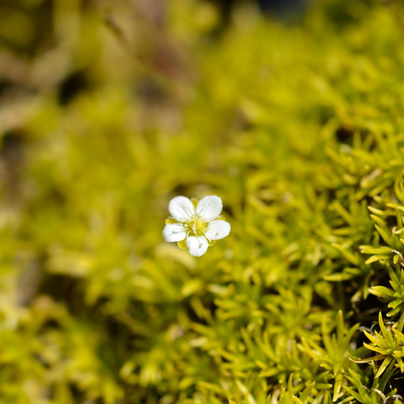 Sagina subulata Aurea - Sagine subulée dorée (Floraison)
