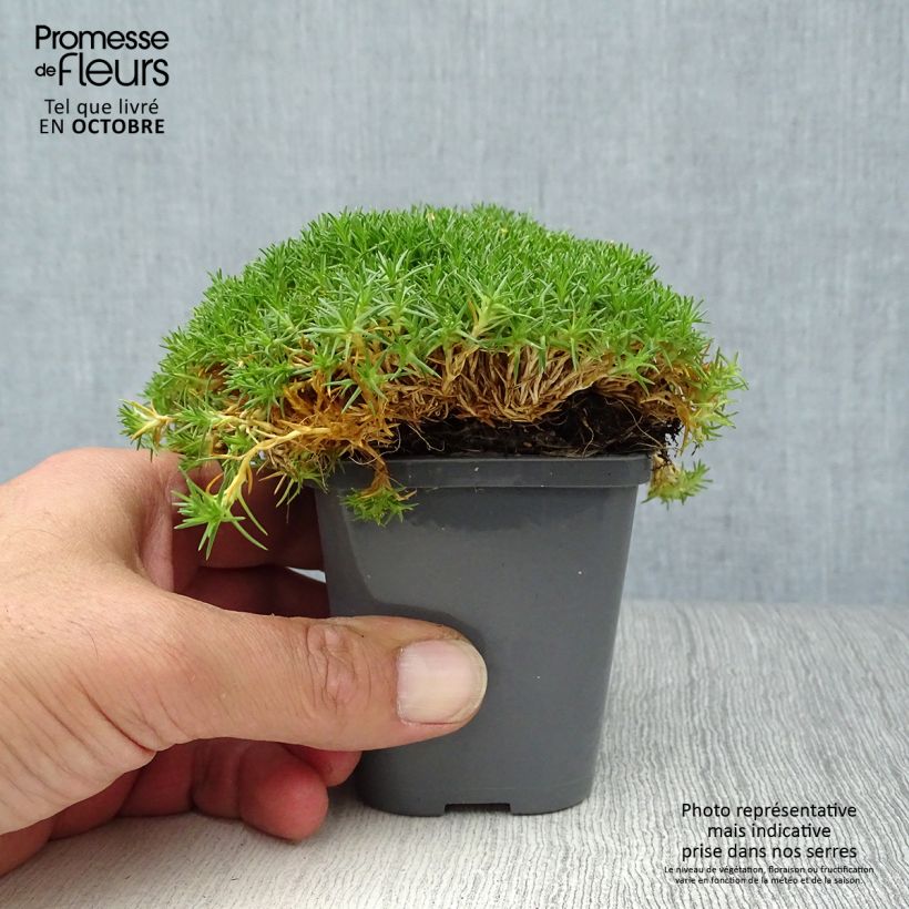 Spécimen de Sagina subulata Pine Green - Sagine subulée Godet de 8/9 cm tel que livré en automne