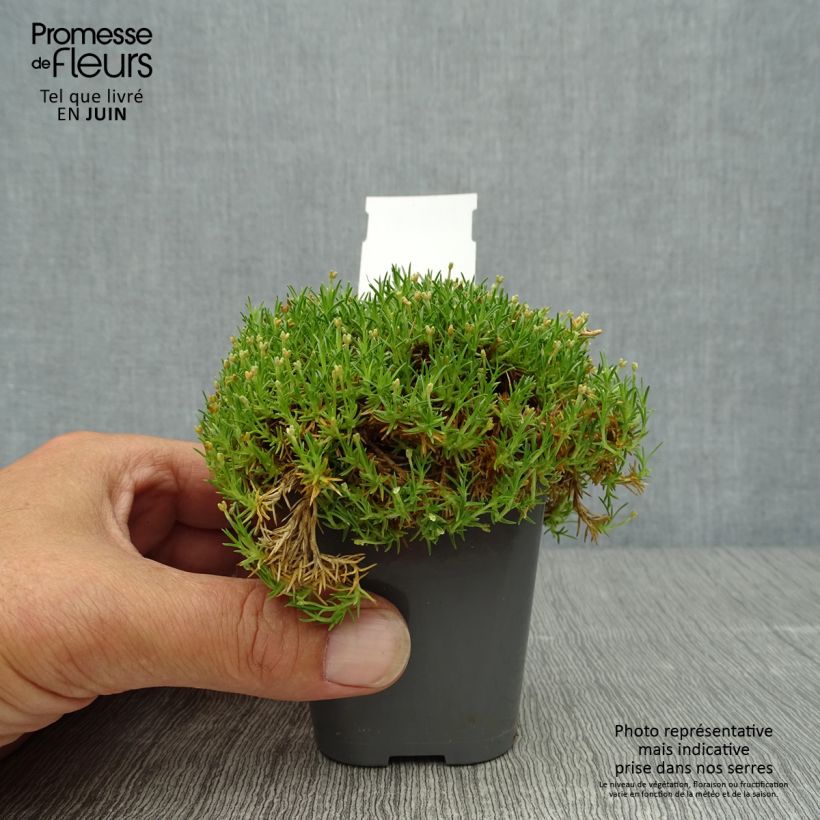 Spécimen de Sagina subulata Pine Green - Sagine subulée Godet de 8/9 cm tel que livré en été