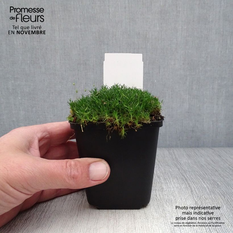 Spécimen de Sagina subulata - Sagine subulée Godet de 8/9 cm tel que livré en automne