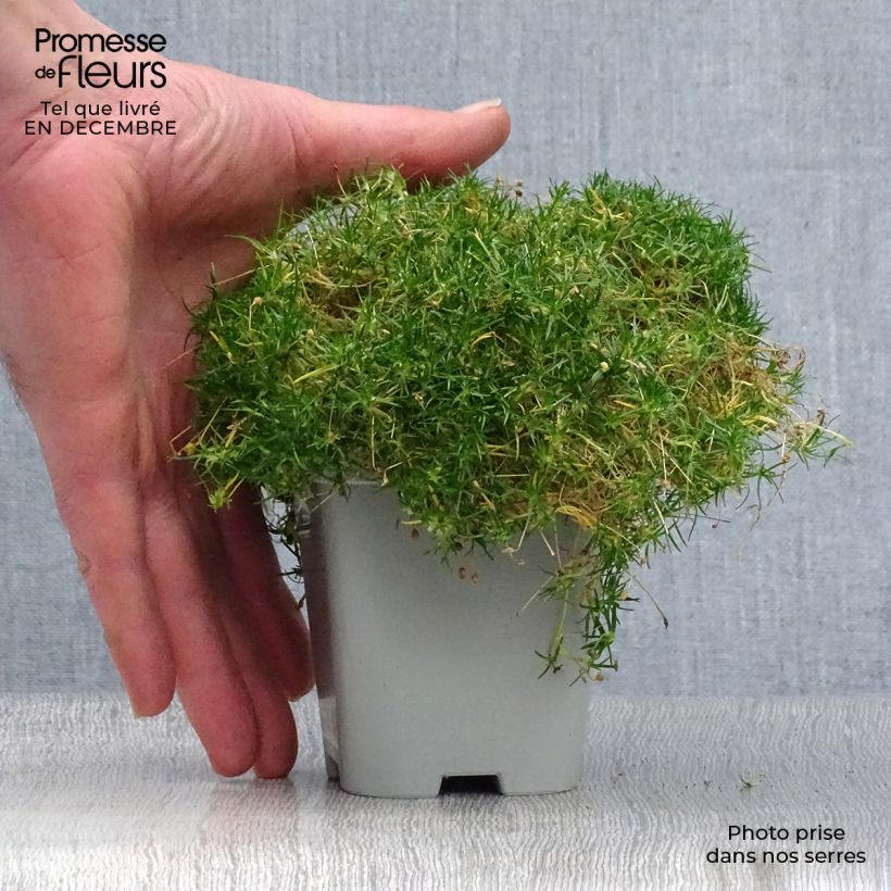 Spécimen de Sagina subulata - Sagine subulée Godet de 8/9 cm tel que livré en hiver