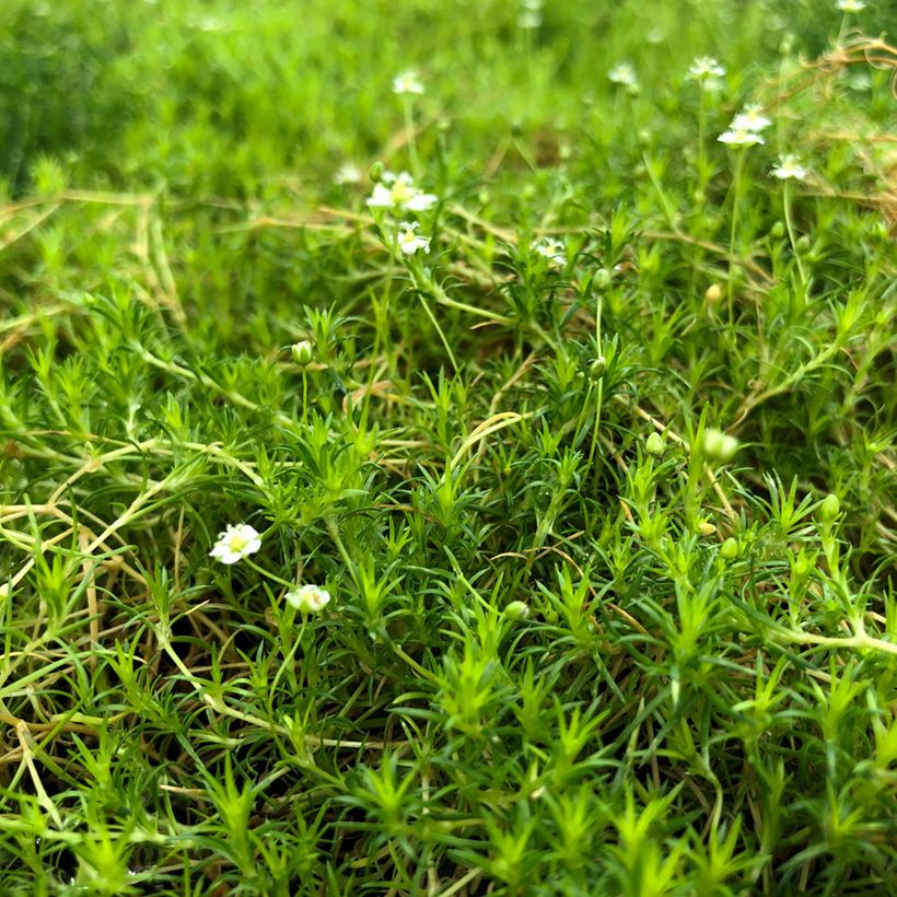 Sagina subulata Scottish Moss - Sagine subulée (Port)