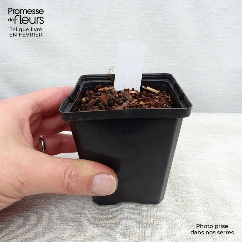 Spécimen de Sagittaire - Sagittaria sagittifolia Flore Pleno Godet de 8/9 cm tel que livré en hiver