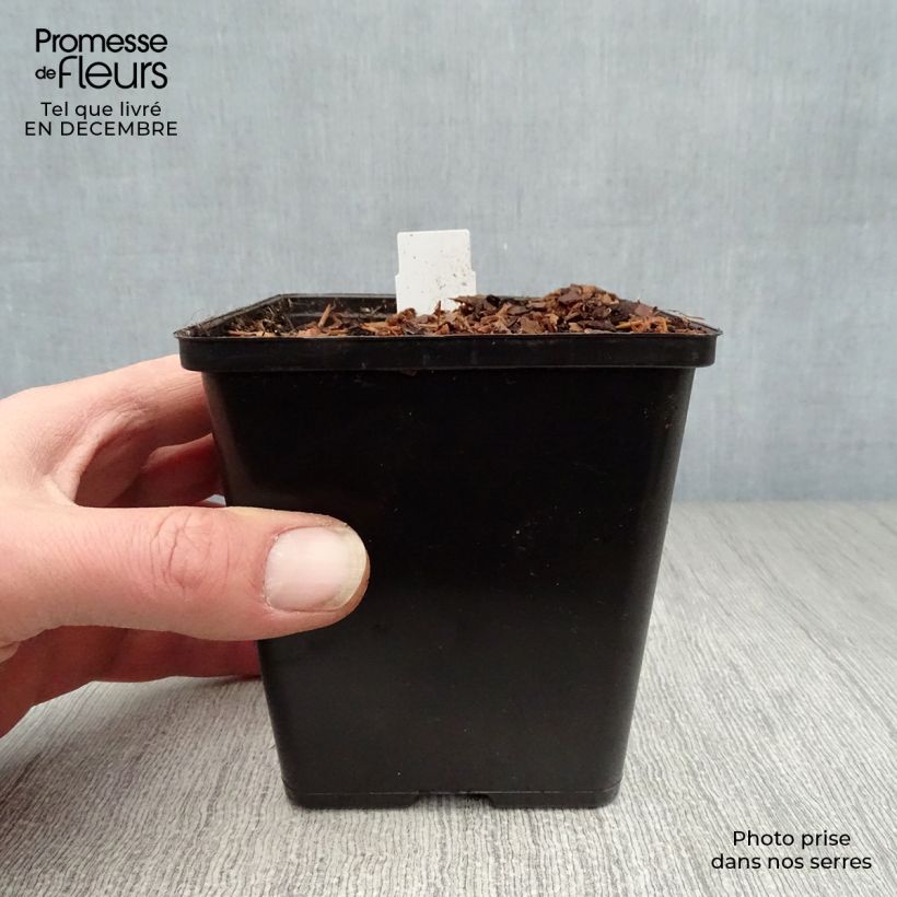 Spécimen de Sagittaria sagittifolia - Flèche d'eau Godet de 8/9 cm tel que livré en hiver