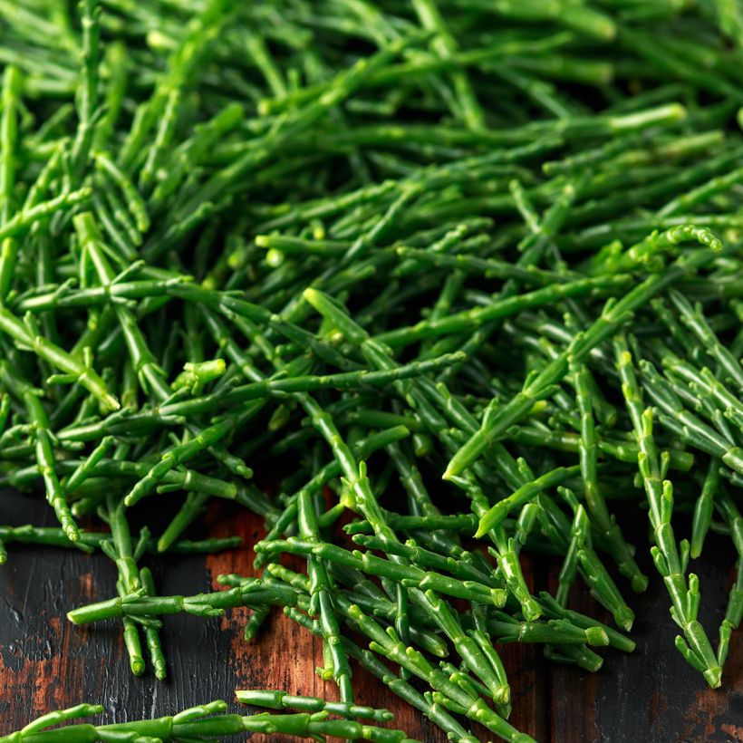 Salicorne d'Europe, Cornichon de mer - Salicornia europaea (Récolte)