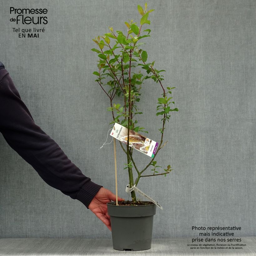 Spécimen de Salix caprea Gold-Bienenkätzchen - Saule marsault Pot de 3L/4L tel que livré au printemps