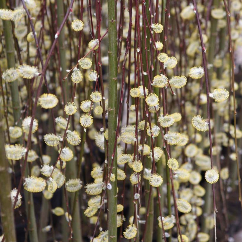 Salix caprea Kilmarnock - Saule marsault pleureur (Floraison)