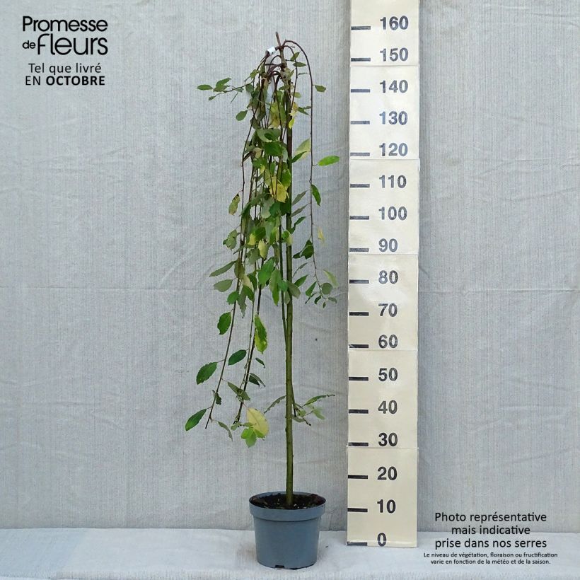 Spécimen de Salix caprea Kilmarnock - Saule marsault pleureur Pot de 4L/5L, Tige tel que livré en automne