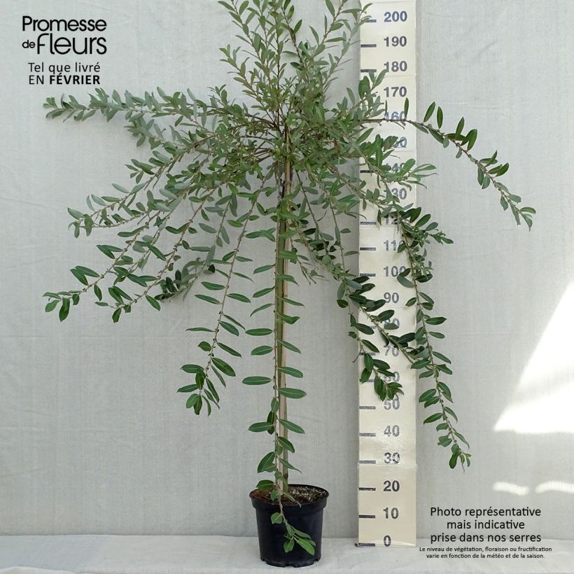 Spécimen de Salix chaenomeloides Mount Aso - Saule japonais Pot de 6L/7L, Tige de 110 cm tel que livré en automne