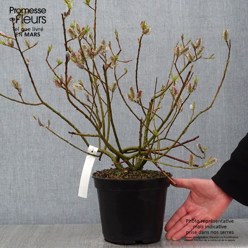 Spécimen de Salix chaenomeloides Mount Aso - Saule japonais Pot de 4L/5L tel que livré en hiver