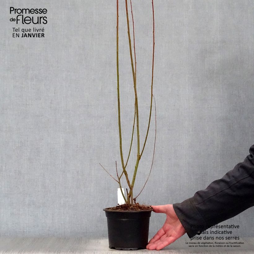 Spécimen de Salix cinerea - Saule cendré  Pot de 2L/3L tel que livré en hiver