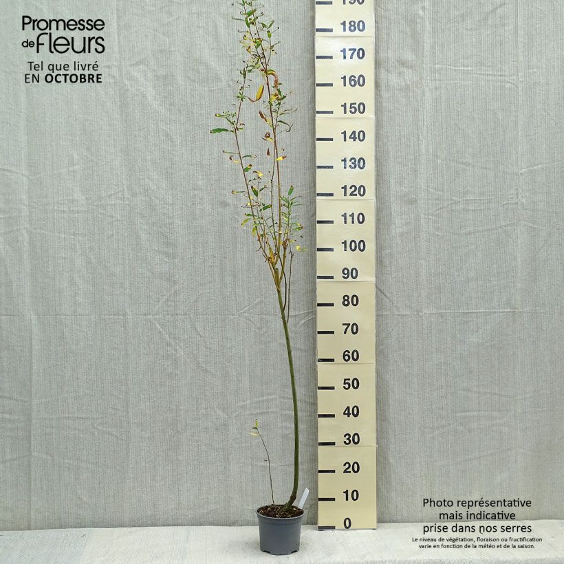 Spécimen de Salix cinerea - Saule cendré  Pot de 2L/3L tel que livré en automne