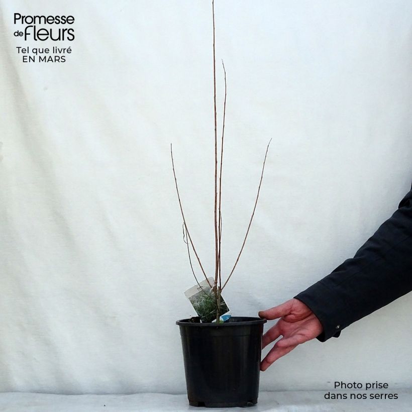 Spécimen de Salix exigua - Saule des coyotes Pot de 3L/4L tel que livré en hiver