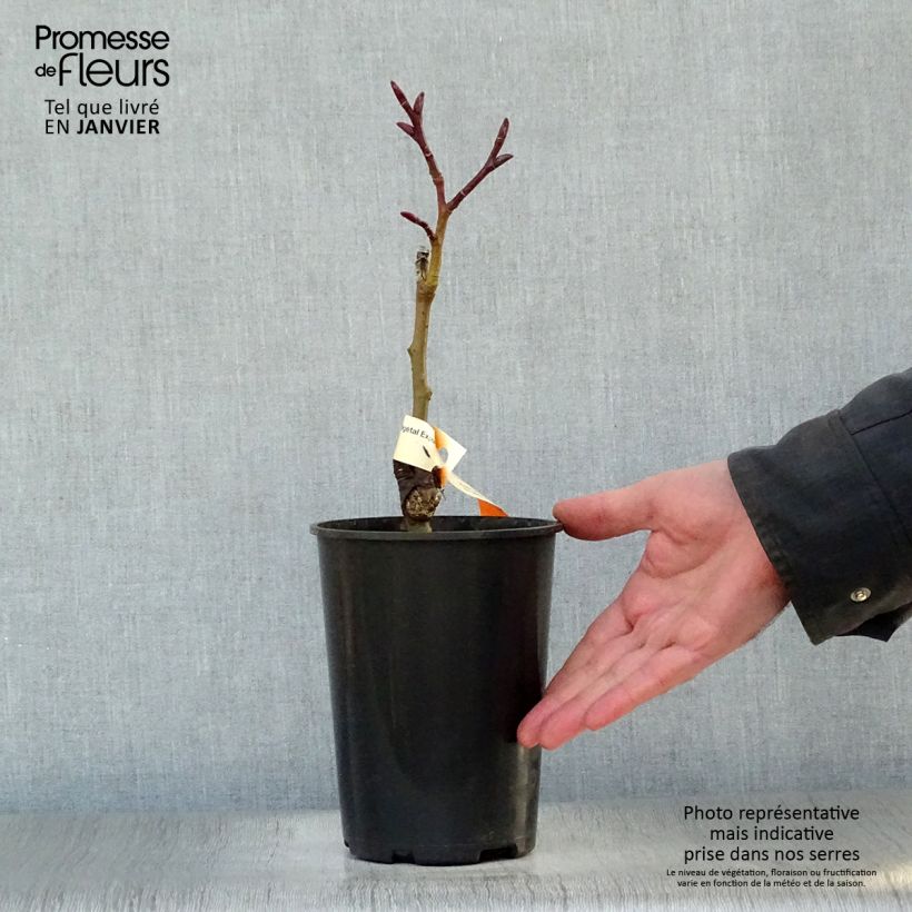 Spécimen de Salix fargesii - Saule de Farges Pot de 4L/5L tel que livré en hiver