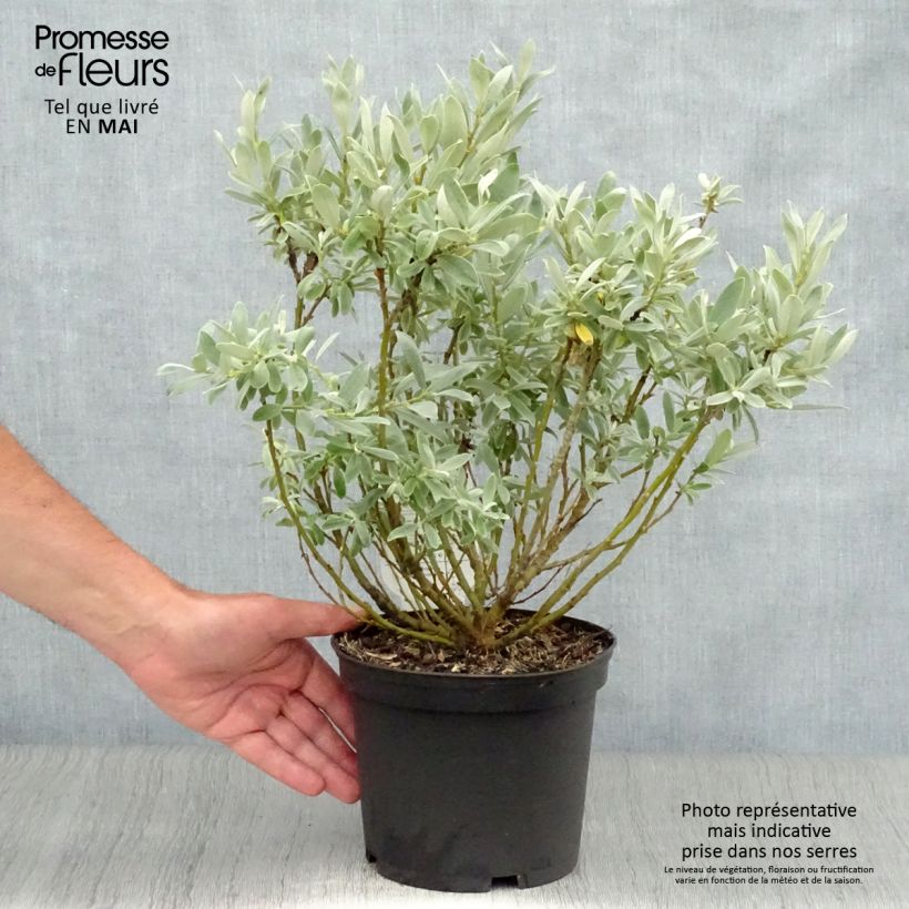 Spécimen de Salix helvetica - Saule de Suisse Pot de 2L/3L tel que livré au printemps