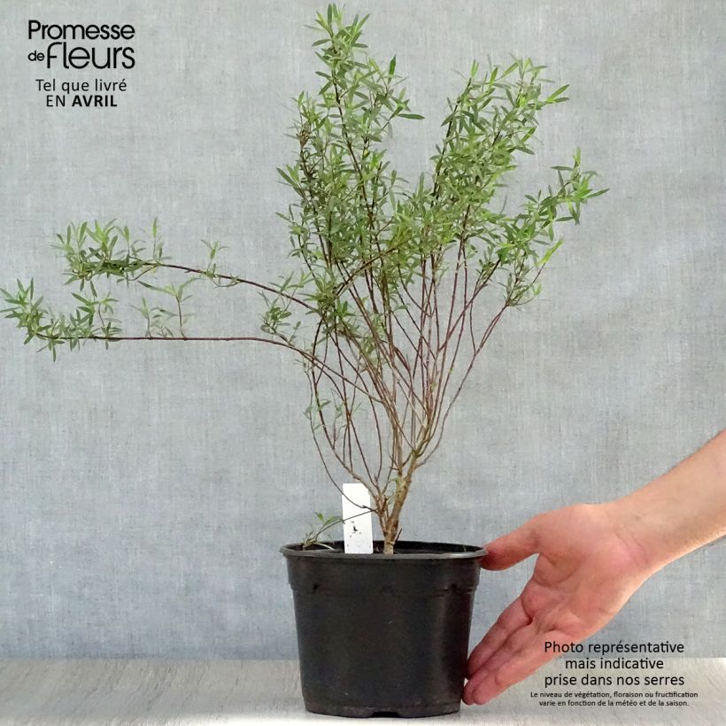 Spécimen de Salix purpurea Nana - Saule pourpre Pot de 2L/3L tel que livré au printemps