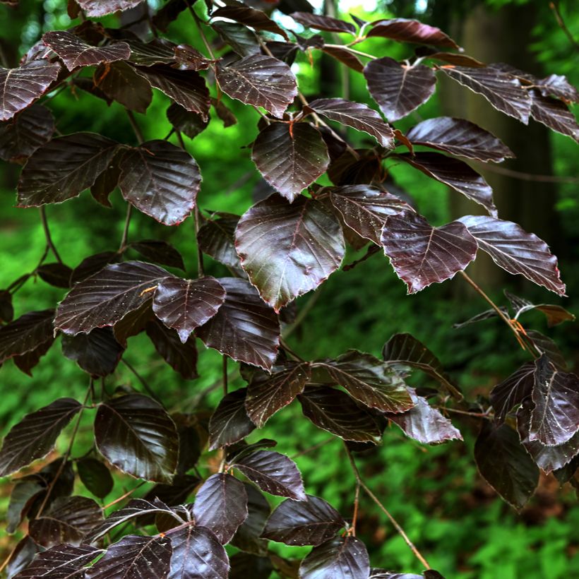 Salix purpurea Nana - Saule pourpre (Feuillage)
