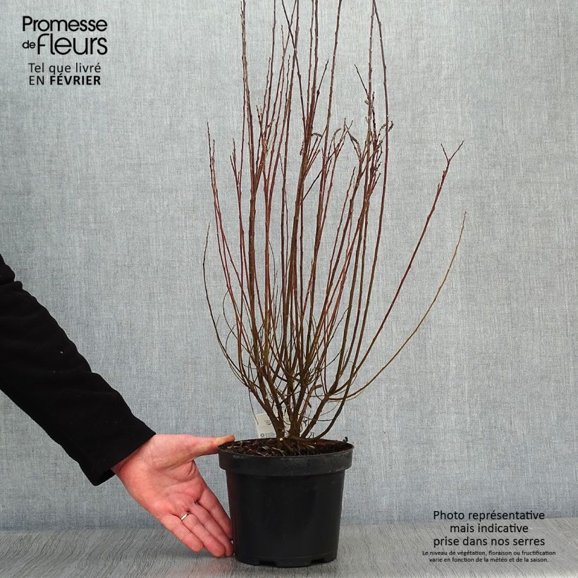 Spécimen de Salix repens - Saule rampant Pot de 2L/3L tel que livré en hiver