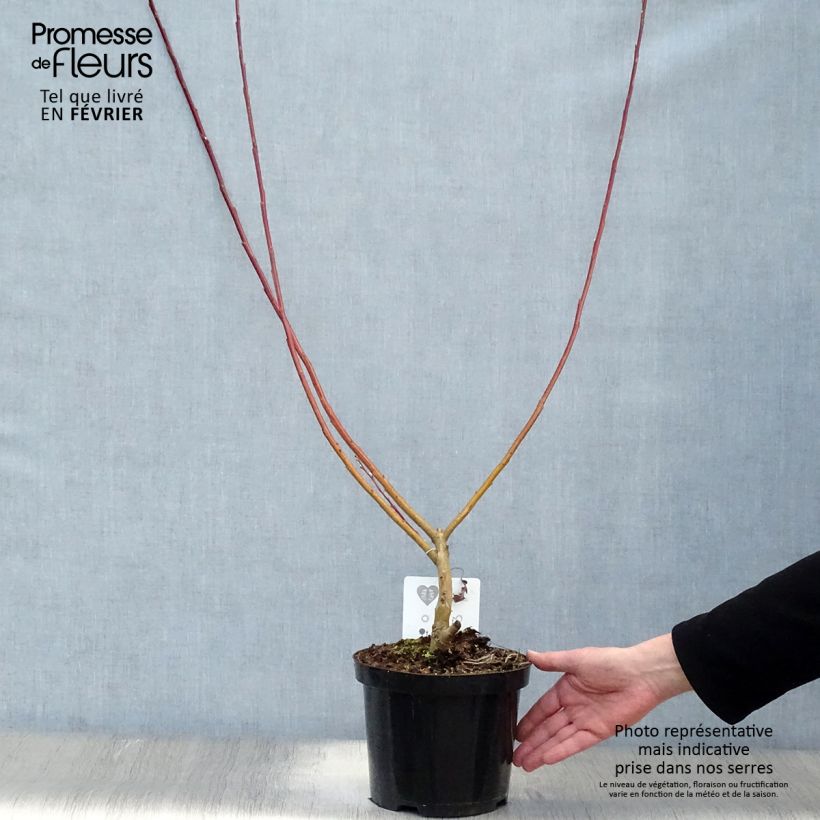 Spécimen de Salix sachalinensis Sekka - Saule de Sakhaline  Pot de 3L/4L tel que livré en hiver