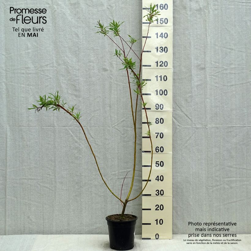 Spécimen de Salix sachalinensis Sekka - Saule de Sakhaline  Pot de 3L/4L tel que livré au printemps
