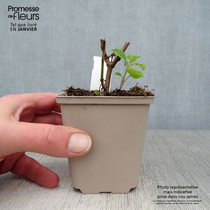 Spécimen de Salvia Amante - sauge hybride Godet de 8/9 cm tel que livré en hiver