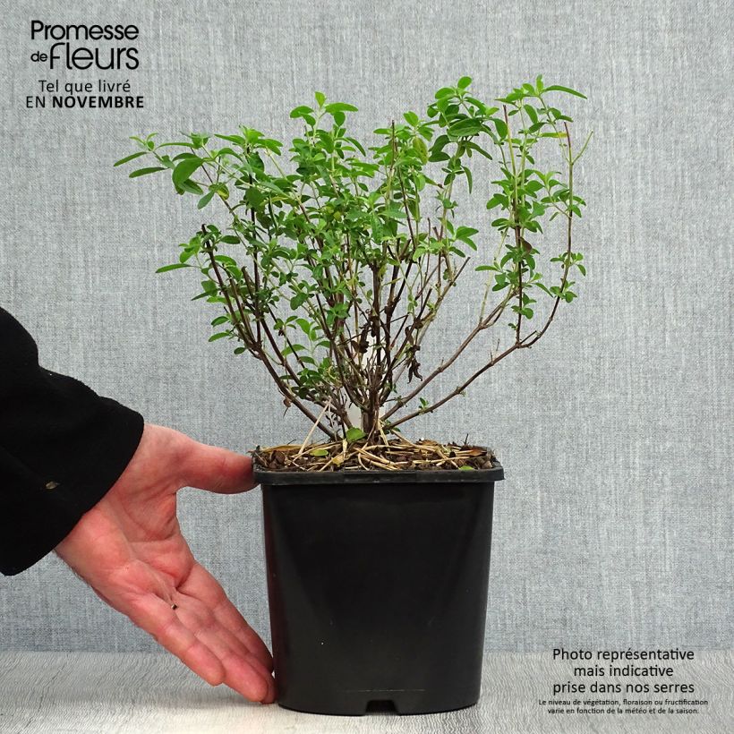 Spécimen de Salvia Delice Feline - Sauge arbustive Pot de 2L/3L tel que livré en automne