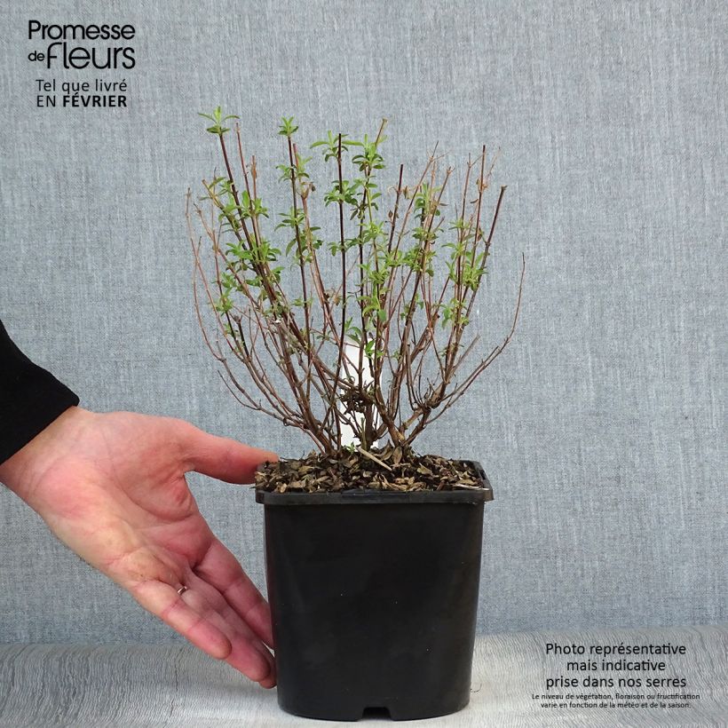 Spécimen de Salvia Delice Feline - Sauge arbustive Pot de 2L/3L tel que livré en hiver