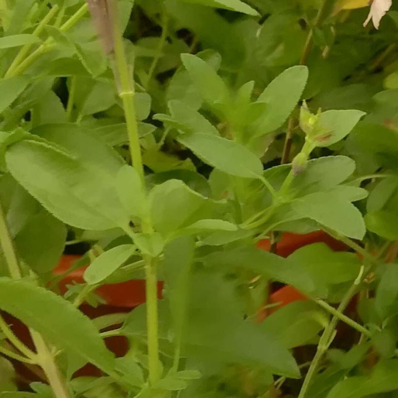 Salvia Delice Gold and Wine - sauge arbustive (Feuillage)