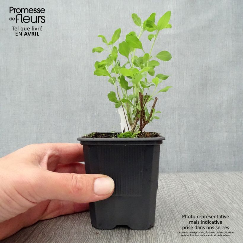 Spécimen de Salvia Dyson's Joy - Sauge arbustive Godet de 8/9 cm tel que livré au printemps