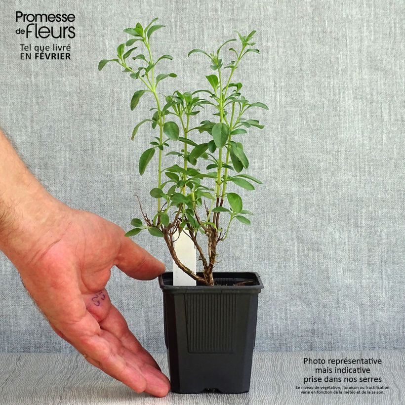 Spécimen de Salvia Papajan - sauge arbustive Godet de 8/9 cm tel que livré en automne