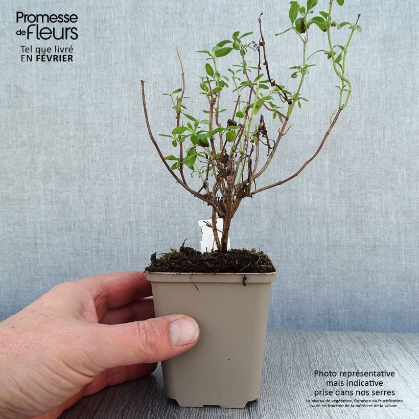 Spécimen de Salvia Papajan - sauge arbustive Godet de 8/9 cm tel que livré en hiver