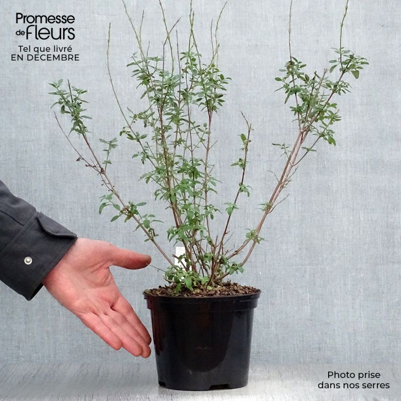 Spécimen de Salvia Papajan - sauge arbustive Pot de 2L/3L tel que livré en hiver