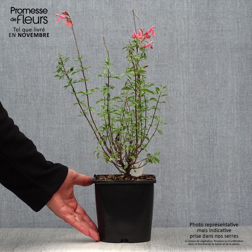 Spécimen de Salvia Papajan - sauge arbustive Pot de 2L/3L tel que livré en automne