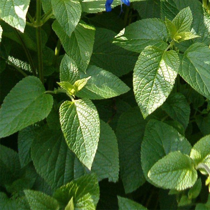 Sauge hybride Amistad violet - Salvia (x) guaranitica (Feuillage)