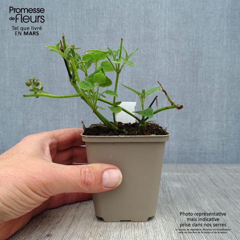 Spécimen de Salvia cacaliifolia - Sauge à feuilles de Cacalie Godet de 8/9 cm tel que livré au printemps