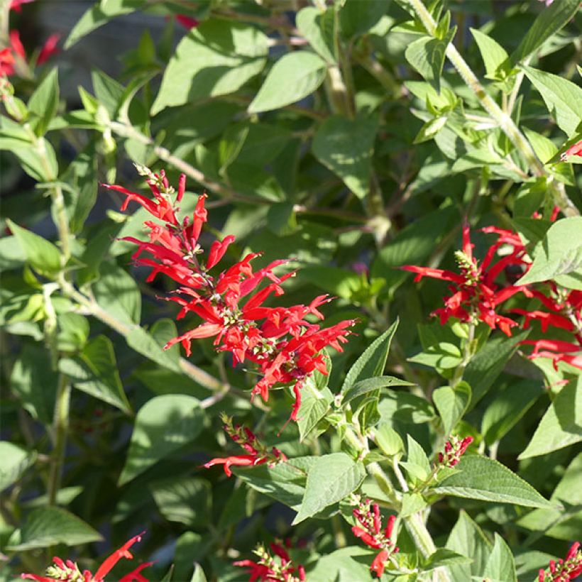 Sálvia elegans Ananas (Floração)